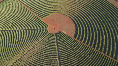 aerial view of a circular orange tree plantation under irrigation, south africa