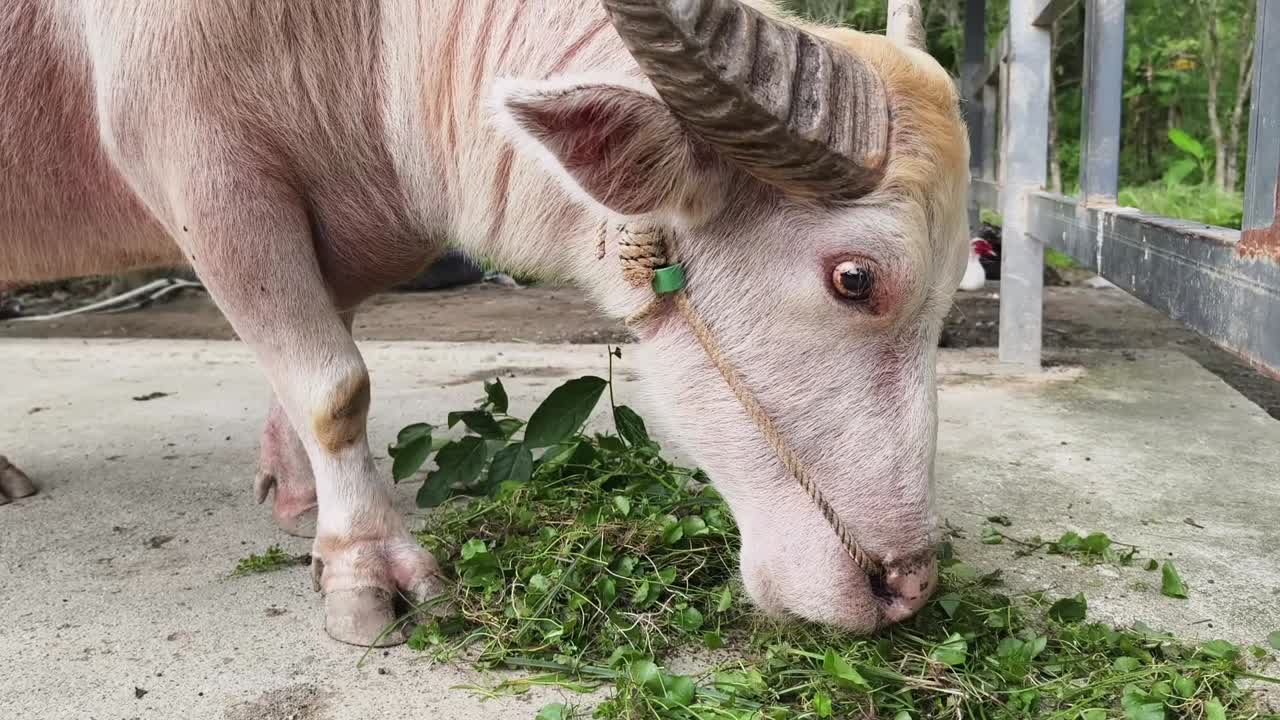 물 버팔로 (white water buffalo) 는 풀을 먹는다.