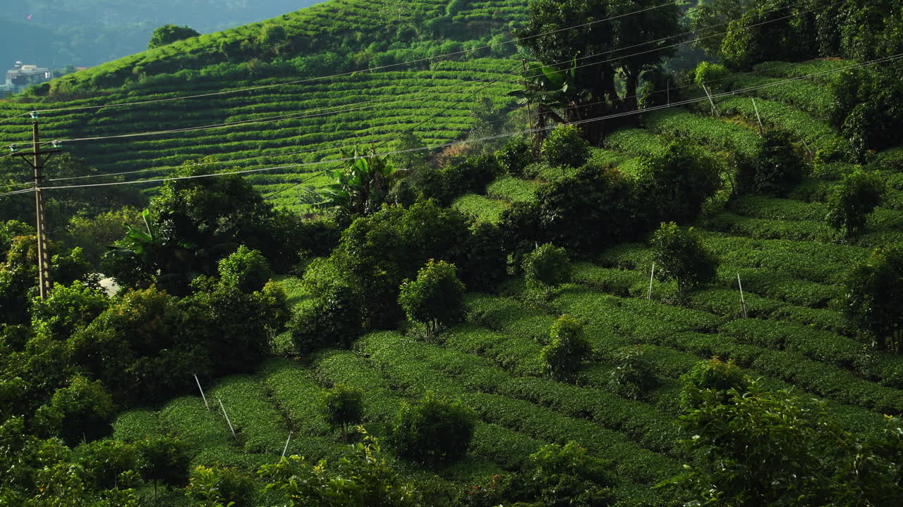 무성한 차 농장 cau dat 농장 언덕 베트남 풍경