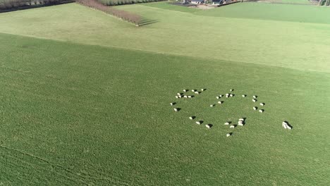 Drone-shot-herd-of-sheep-on-farmland