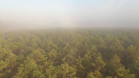 Cepkeliai-reserve,-the-largest-area-of-untouched-nature-in-Lithuania,-is-a-glorious-wet-wilderness-of-bogs,-black-alder-swamps,-Cladinoso-callunosa-forest-and-lakes