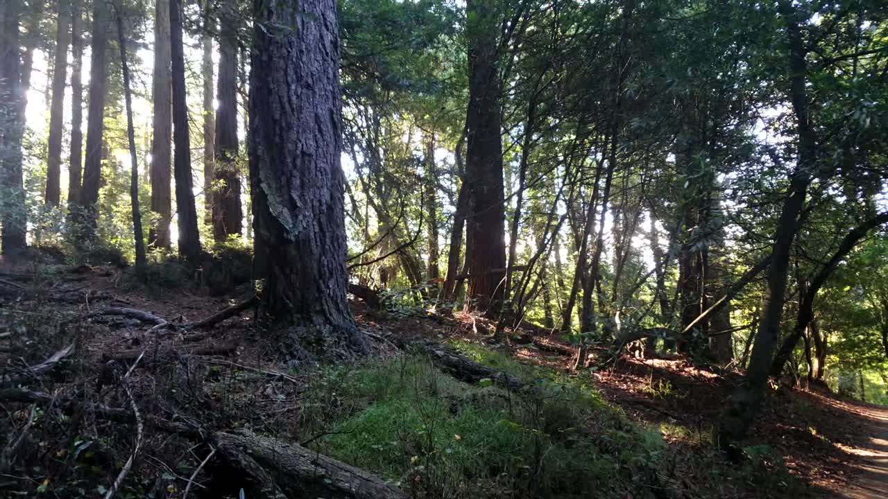 camino del bosque iluminado por el sol