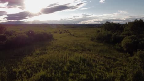 Cows-grazing-at-a-green-field-sun-bursting-approached-Alberta-Canada