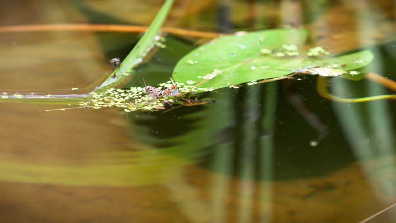 An insect tries to capture a grasshopper to eat it: it's a Notonecte, a mosquito predator