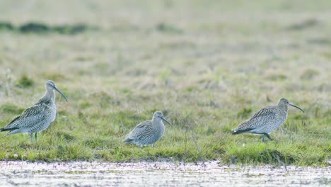 a few curlew birds resting near water puddle flooded wetland during migration