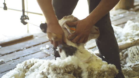 slow motion of male shearer shearing sheep with electric clippers in a shed