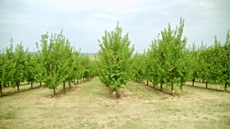 aviones no tripulados vuelan a través de tierras de cultivo con árboles de albaricoque en crecimiento