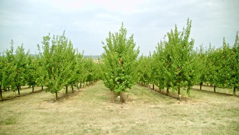 drone fly through farmland with growing apricot trees