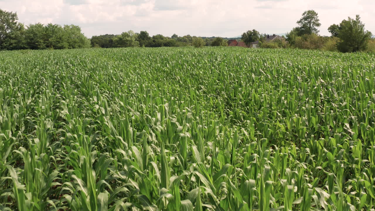 campo de maíz de sobrevuelo de drones cinemáticos al atardecer