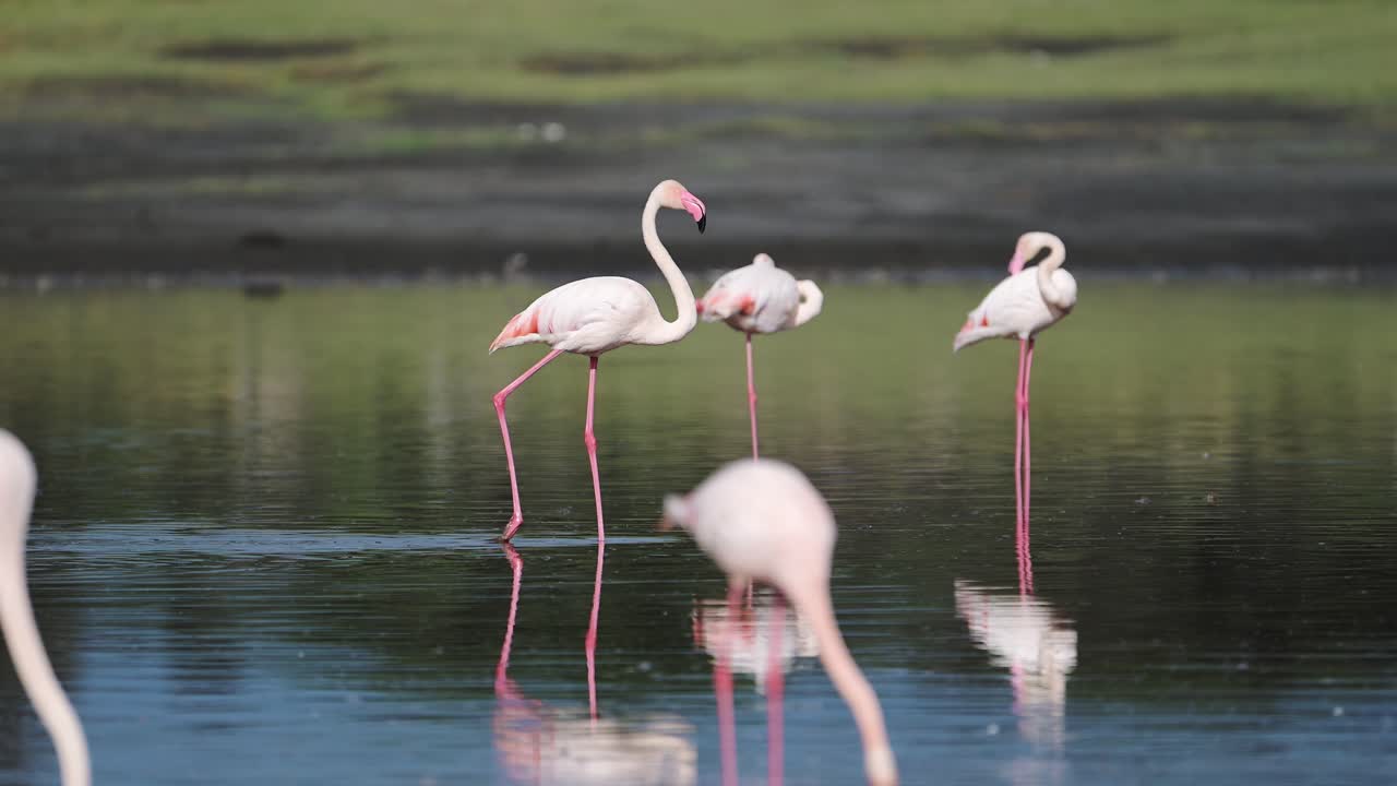 느린 동작의 분홍색 플라밍고는 탄자니아의 ngorongoro 보호 구역의 ndutu 호수에서 아프리카 야생 동물 사파리에서 산책하고 있습니다.