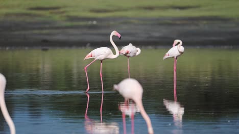 느린 동작의 분홍색 플라밍고는 탄자니아의 ngorongoro 보호 구역의 ndutu 호수에서 아프리카 야생 동물 사파리에서 산책하고 있습니다.