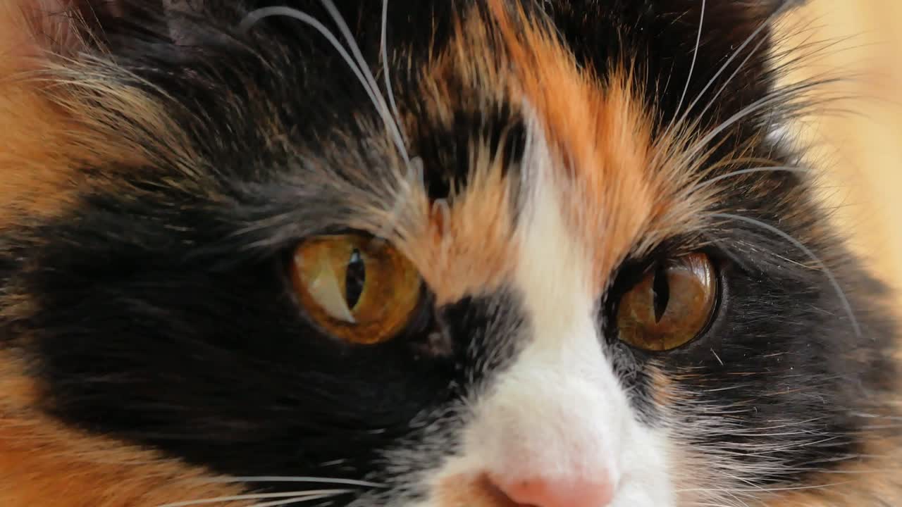 el hocico del gato es un primer plano de un gran tricolor esponjoso mirando hacia el marco y alejándose