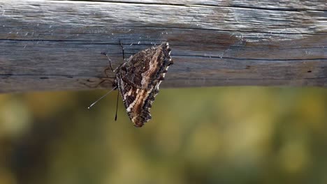 Schöne-Makro-Mittlere-Aufnahme-Eines-Kleinen-Schmetterlings,-Der-An-Einem-Warmen-Sonnigen-Sommertag-Auf-Einem-Holzzaun-Im-Grand-Teton-National-Park-In-Der-Nähe-Von-Jackson-Hole,-Wyoming,-Usa-Steht