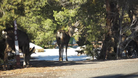 view of gang of elks walking across road near mather campground