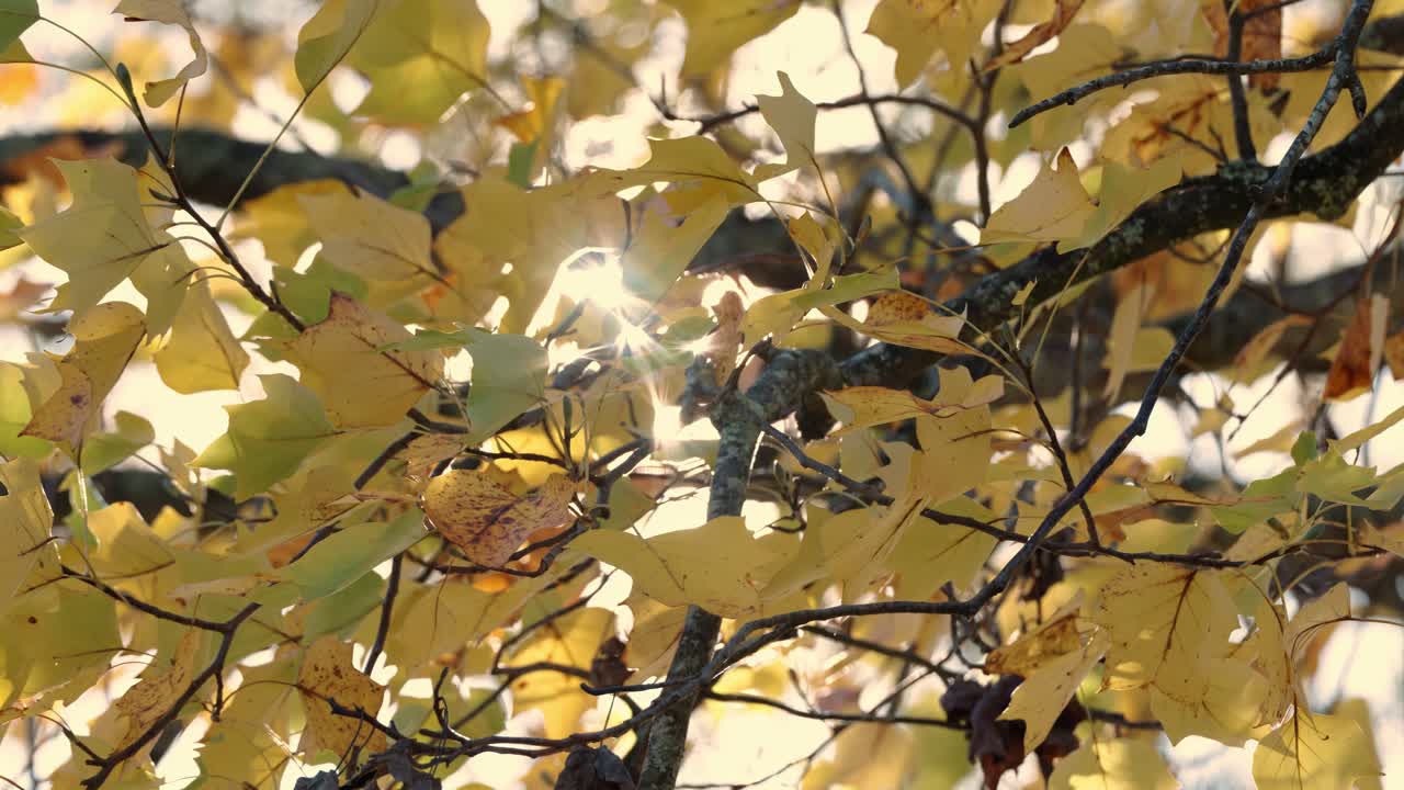 Maple Tree On A Sunny Sunrise During Autumn. Close-up Shot