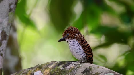 Ein-Baum-Eisvogel-Und-Einer-Der-Schönsten-Vögel-Thailands-In-Den-Tropischen-Regenwäldern