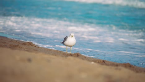 gaviota en la playa en cámara lenta