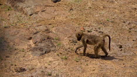 side view of lone chacma baboon walking across arid grass landscape area in kruger park