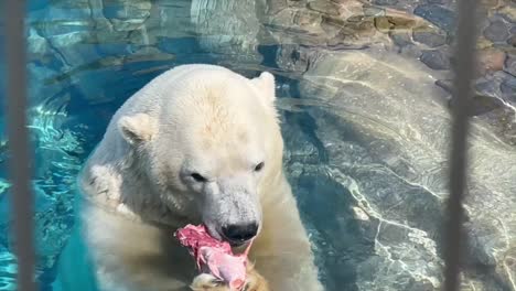 extreme close-up polar bear sitting chewing on red meat in water holding it with both paws