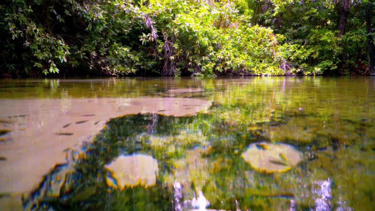 Water level shot of fish swimming in a mangrove swamp in the virgin jungle of South America.