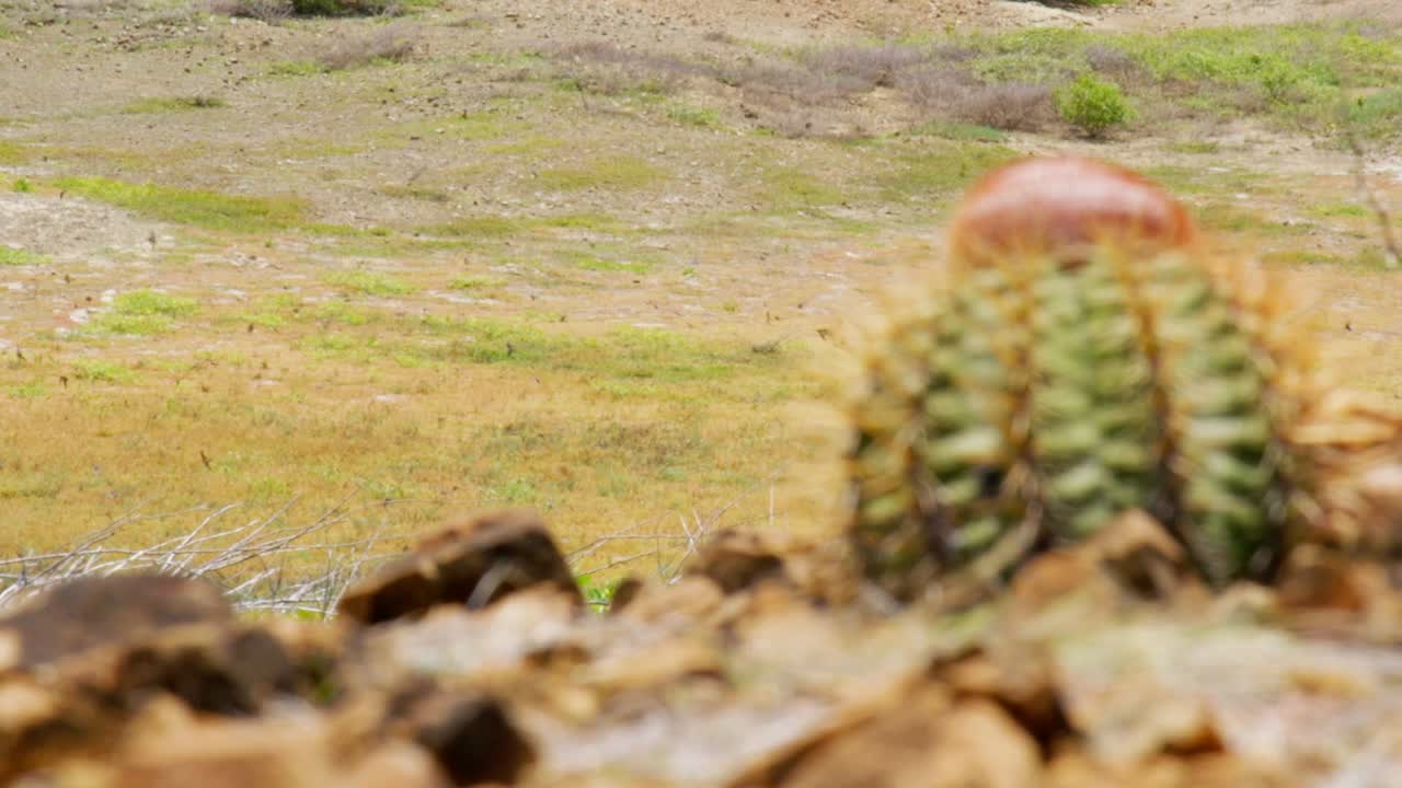 Cactus in Arid Desert Landscape