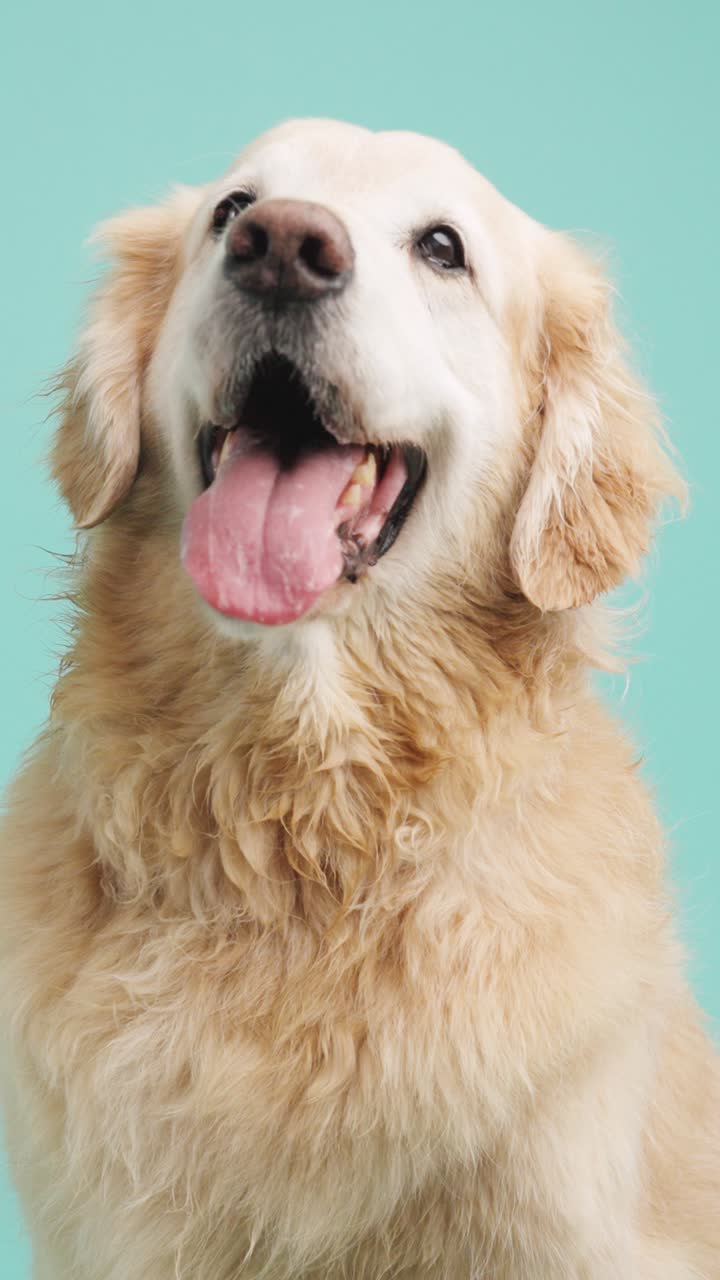 un primer plano de un golden retriever