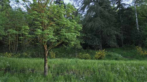 brilliant golden sunlight streaming through forest clearing, illuminating vibrant madrone tree with orange bark and lush green foliage, gently swaying amid colorful wildflowers