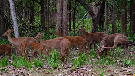 the eld's deer is an endangered species due to habitat loss and hunting