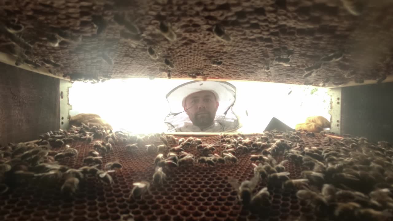 Beekeeper takes honey frames out of hive with bare hands. Man in protective clothes inspects the hives on a bee farm.