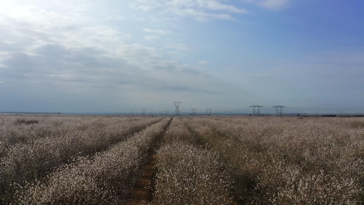 Aerial Dolly Left Almond Blossoms With Electricity Tower in Background