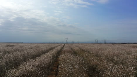 aerial dolly left almond blossoms with electricity tower in background