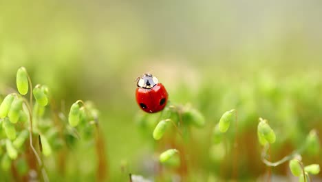 Close-up-wildlife-of-a-ladybug-in-the-green-grass-in-the-forest