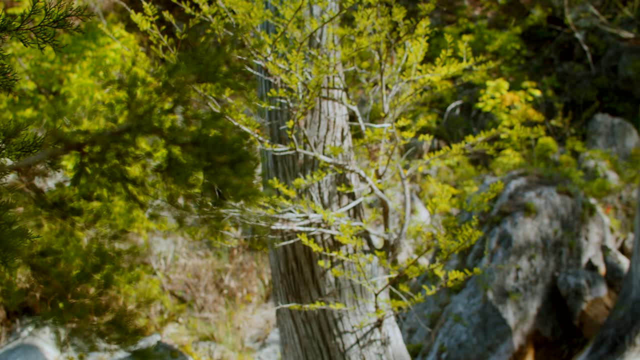 밝고 햇살 가득한 숲에서 소나무에서 사이프러스 나무를 바라보며