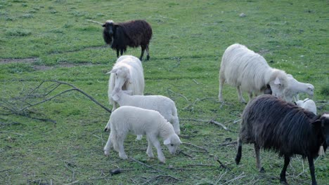 Sheep-and-cute-lambs-together-on-green-pasture-in-Sardinia,-Italy