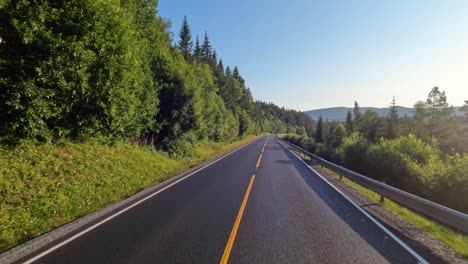 country road through a forest