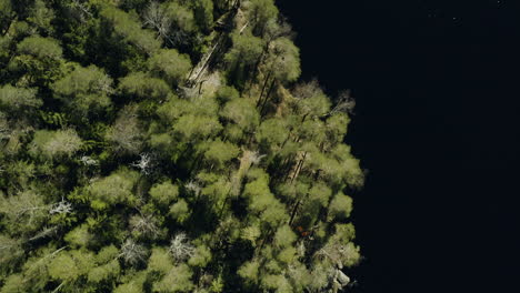 aerial view above forest on the rocky coast of a lake iso helvetinjarvi, bright, sunny day, in helvetinjarvi national park, ruovesi, pirkanmaa, finland - top down, drone shot