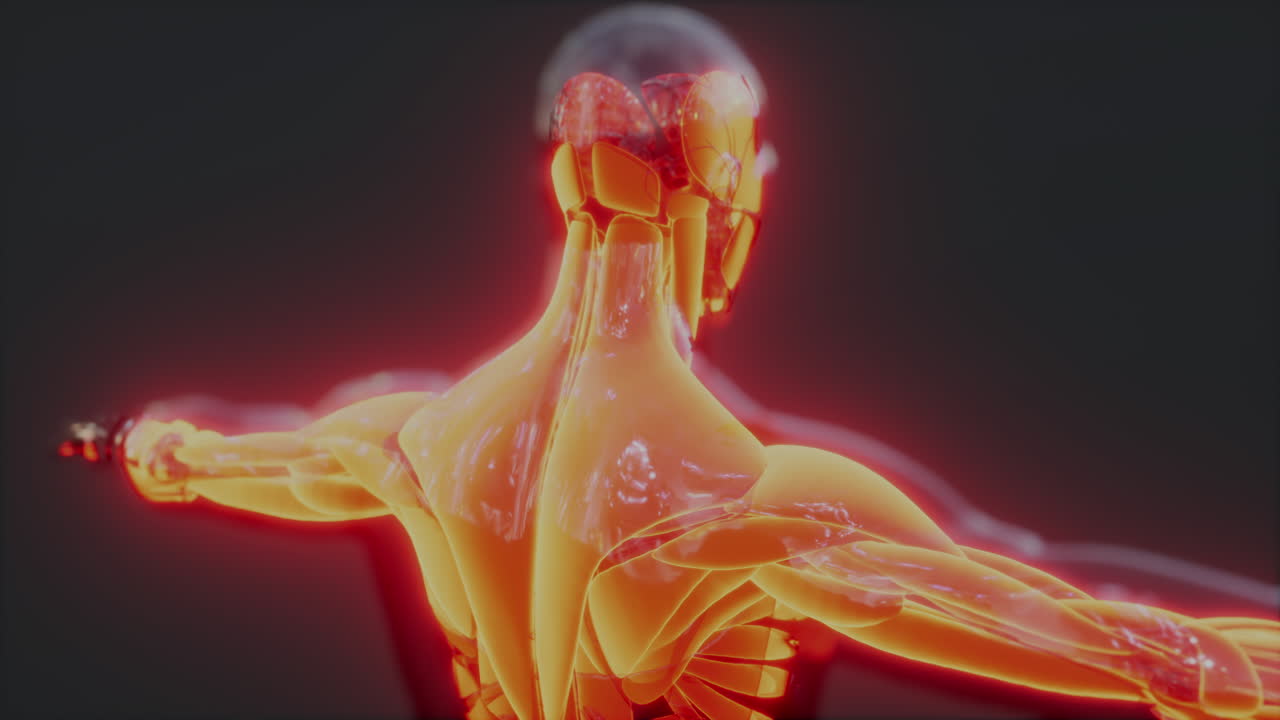 인간 근육 시스템 해부학 인포그래픽