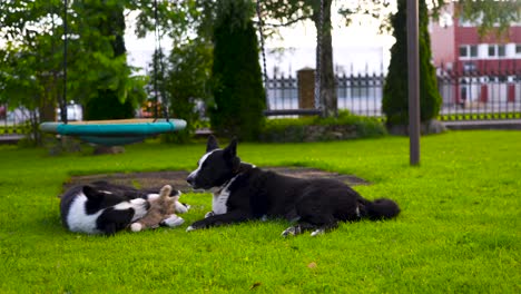 Footage-features-two-black-and-white-Karelian-bear-dogs-playing-in-a-garden-with-a-toy-during-a-beautiful-summers-day