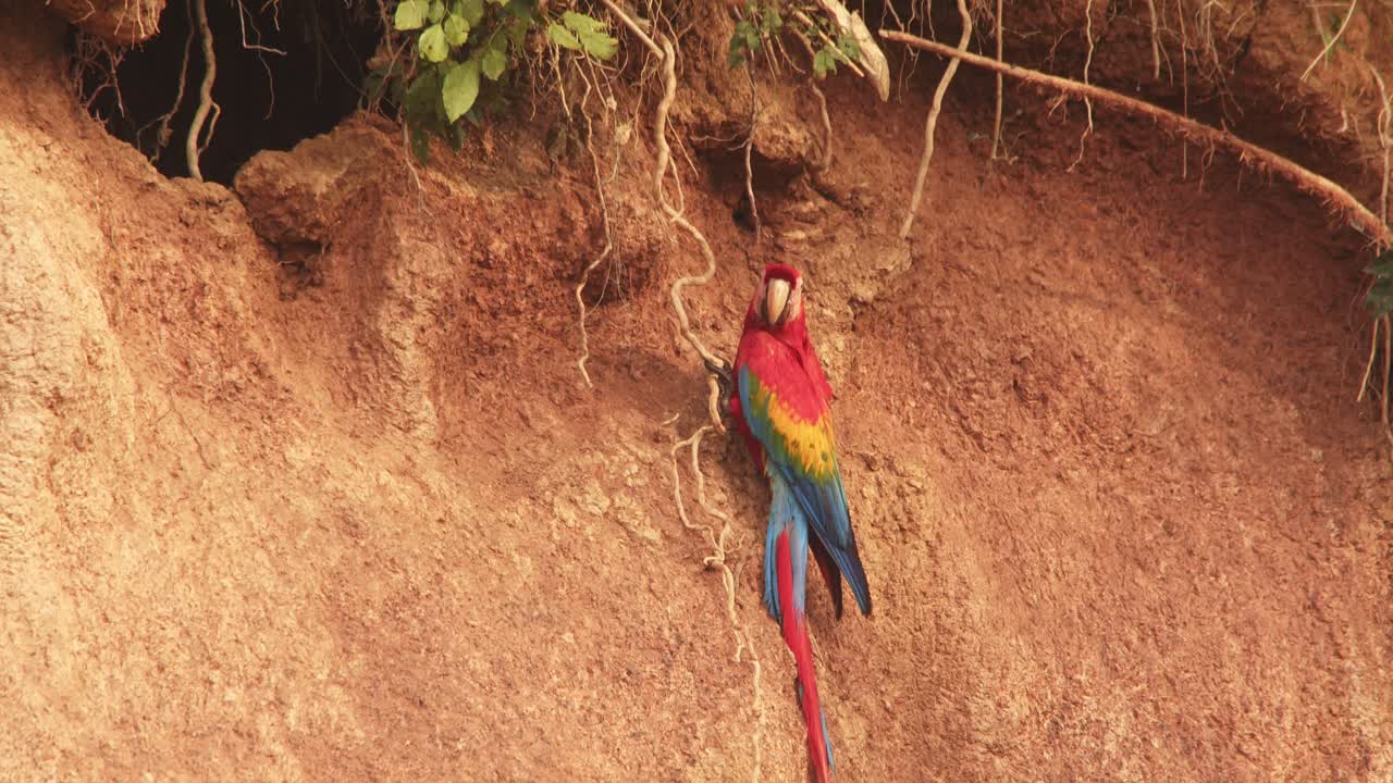 un solo guacamayo escarlata se alza de cerca en el lick de arcilla chuncho, saboreando la arcilla mientras agarra una raíz.