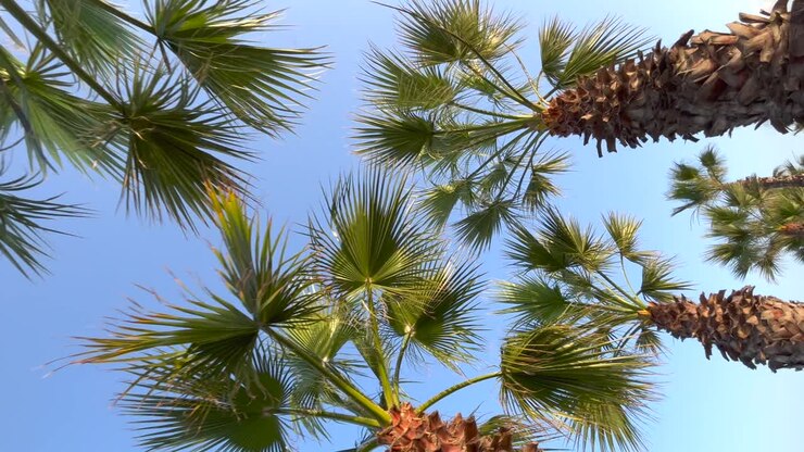 nadir view of the tops of a palm trees with the blue sky