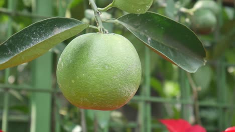 green citrus fruit on the tree