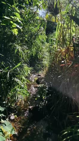 tranquil forest stream