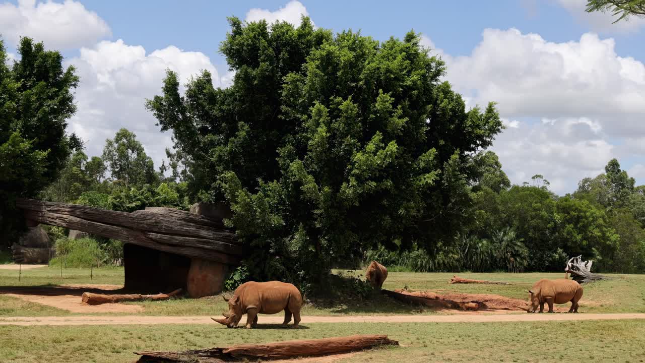 코끼리는 빛 하늘 아래 돌아다니며 먹이를 먹습니다.