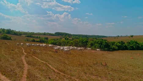 Una-Manada-De-Ganado-Vacuno-Trota-A-Través-De-Un-Campo-Seco-Abierto-En-Las-Zonas-Rurales-De-América-Del-Sur