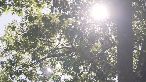 sun shining through trees at a lake in the white mountains of new hampshire