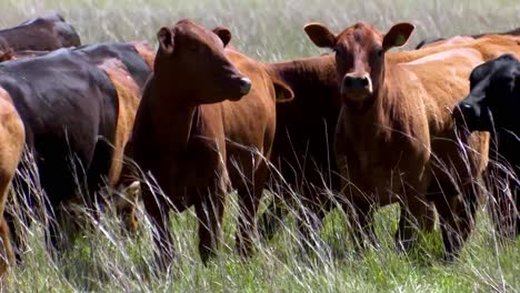 brown and black young cows walking in grassy pasture close eye level view