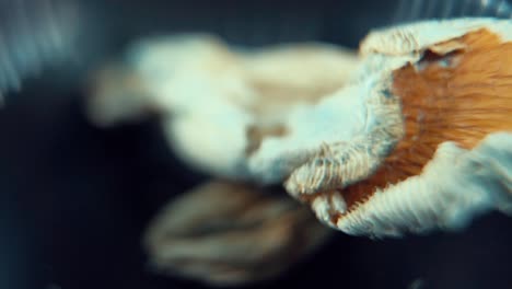 un macro en primer plano giratorio de un psiloactivo mágico psilocibina alucinación hongo seco con un gorro rojo, iluminación de estudio, cámara lenta, 120 fps, full hd