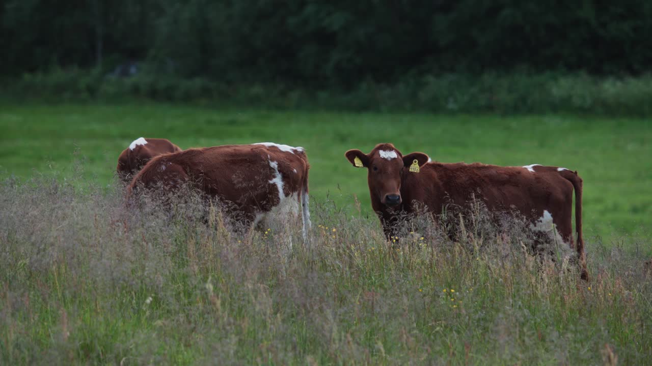 Mucche al pascolo in un prato verde - campo lungo