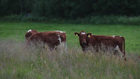 cows grazing in green meadow - wide