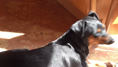Kleiner-Schwarzer-Hund,-Der-Sich-In-Den-Sonnenstrahlen-Hinlegt